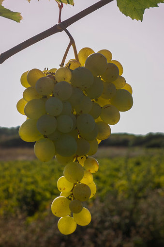 Mature vineyard on the island of Bozcaada. It's grape harvest time. No people.