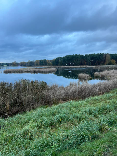 istock Three swans taking flight from a pond covered with brush in autumn 2031261582