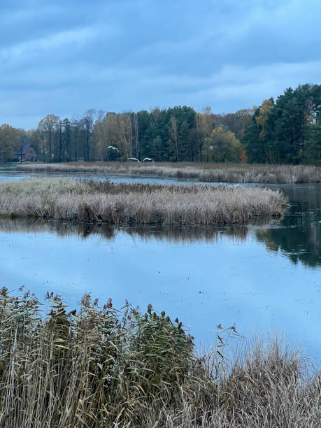 istock Three swans taking flight from a pond covered with brush in autumn 2031261583