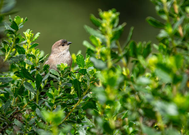 istock Bush Tit (Psaltriparus minimus) in North America 2031291219