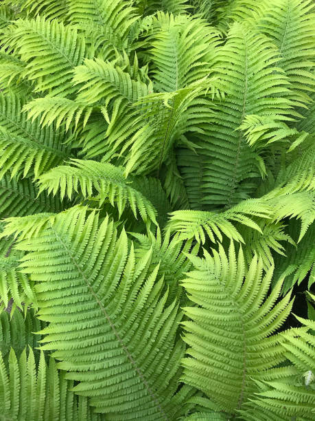 istock fern leaves in the forest jungle background 2031304727