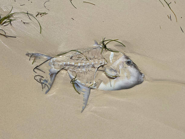 istock fishbone deposited on the beach 2031306328
