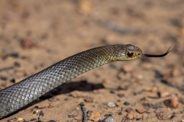 istock Australian Swamp snake 2031338060