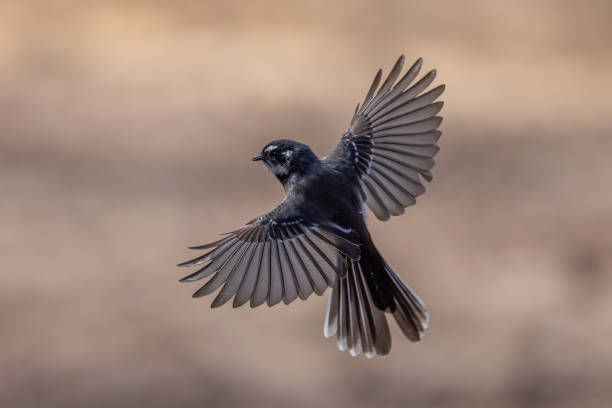 istock Australian Grey Fantail 2031342300