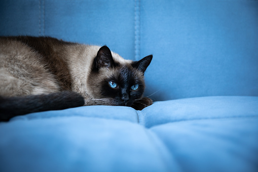 A beautiful Siamese cat with blue eyes lies calmly on a bright blue sofa during the day in the house. The concept of home comfort and peace. Pure natural colors.