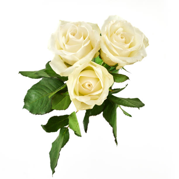 istock White rose flowers isolated on white background 2031361540