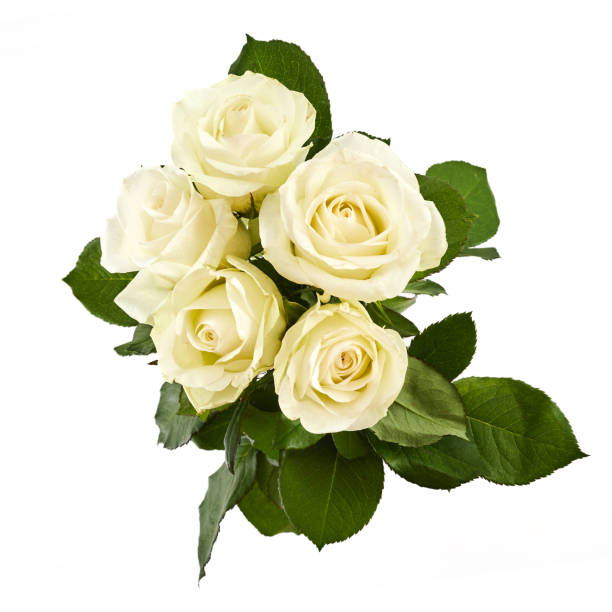 istock White rose flowers isolated on white background 2031368231