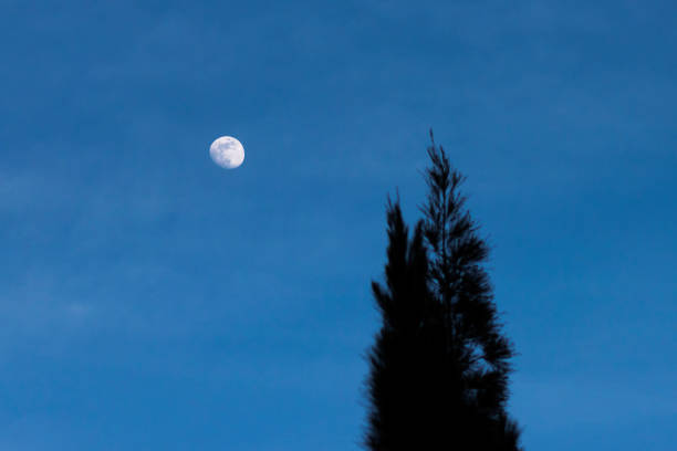 Waxing gibbous moon at twilight in a sky with faint clouds and a tree in silhouette at right.