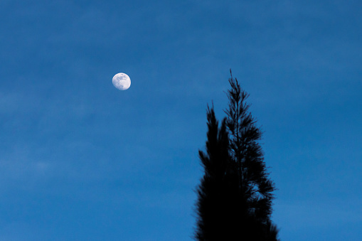 Waxing gibbous moon at twilight in a sky with faint clouds and a tree in silhouette at right.