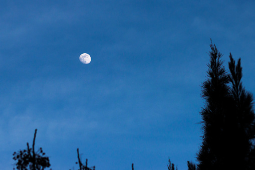 Waxing gibbous moon at twilight in a sky with faint clouds and a tree in silhouette at right and tree tops along bottom of the scene.