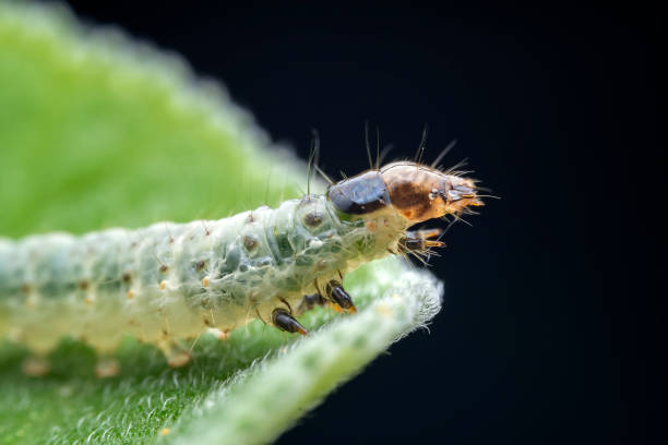 istock Lepidoptera larvae in the wild, North China 2031402207