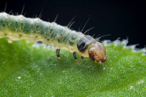 istock Lepidoptera larvae in the wild, North China 2031402710