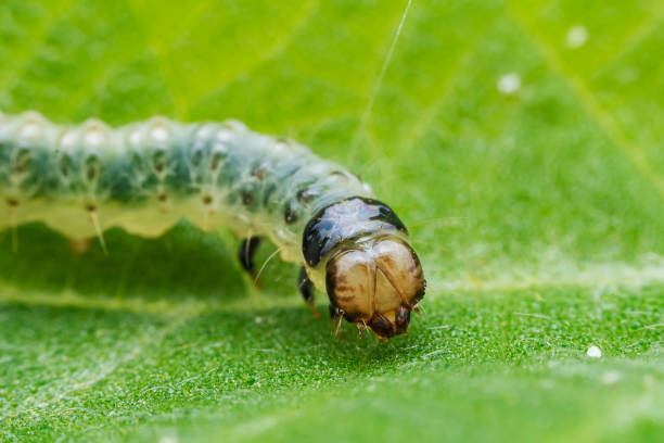 istock Lepidoptera larvae in the wild, North China 2031403227