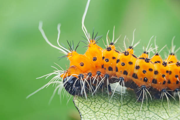 istock Lepidoptera larvae in the wild, North China 2031404271