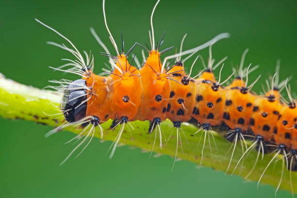 istock Lepidoptera larvae in the wild, North China 2031405302
