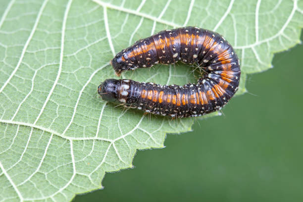 istock Lepidoptera larvae in the wild, North China 2031405819