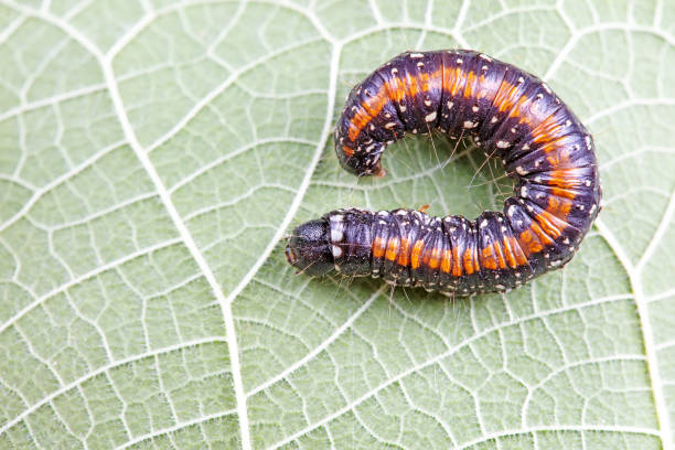 istock Lepidoptera larvae in the wild, North China 2031406321
