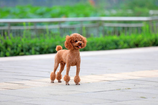 istock The beautiful pet dog is in the park 2031406331