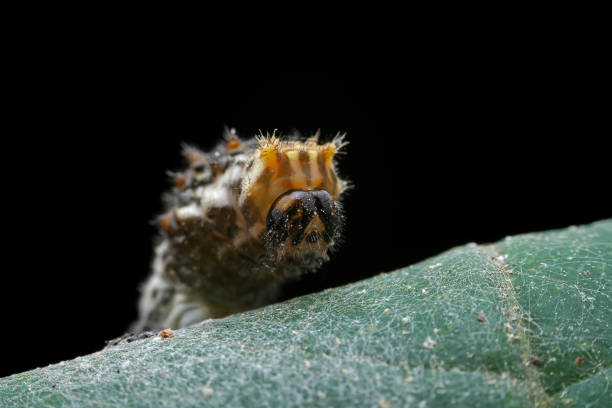 istock Lepidoptera larvae in the wild, North China 2031407880