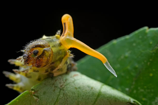 istock Lepidoptera larvae in the wild, North China 2031409419