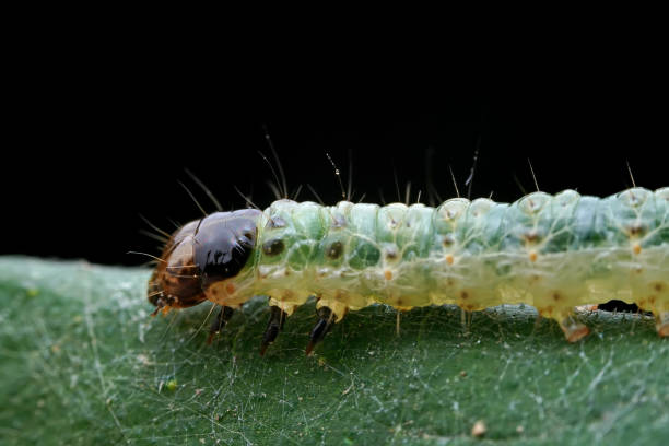 istock Lepidoptera larvae in the wild, North China 2031412059