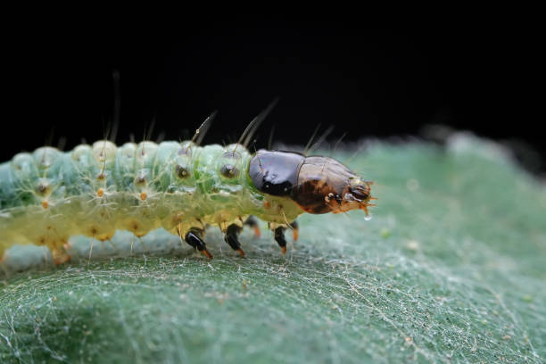 istock Lepidoptera larvae in the wild, North China 2031412060
