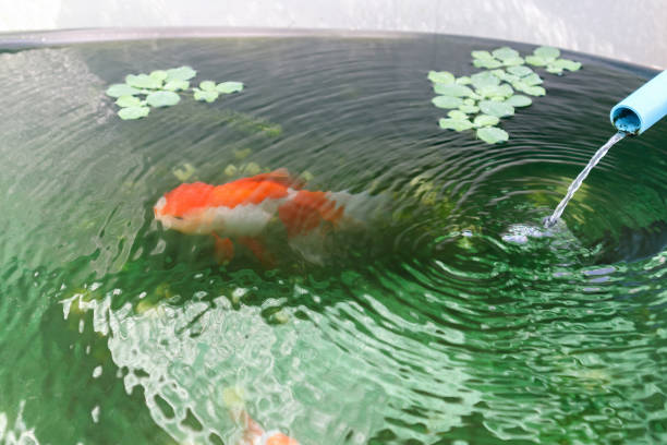 istock Goldfish in aquarium fish pond close up 2031416791