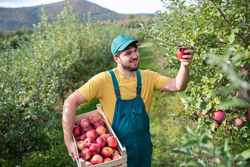 Mid adult farmer picking apples in orchard.