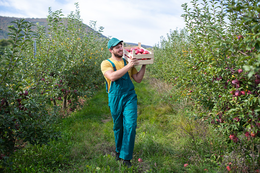 Happy farmer holding a heavy wooden crate full of freshly picked red apples from his organic apple orchard.