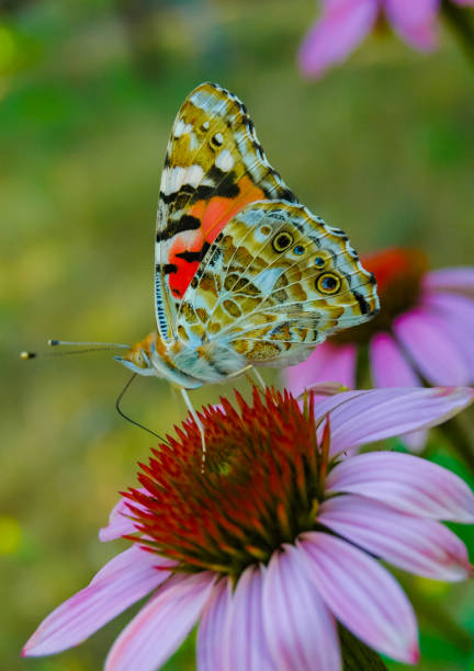 Painted lady (Vanessa cardui), butterfly sits on an Echinacea purpurea flower and drinks nectar