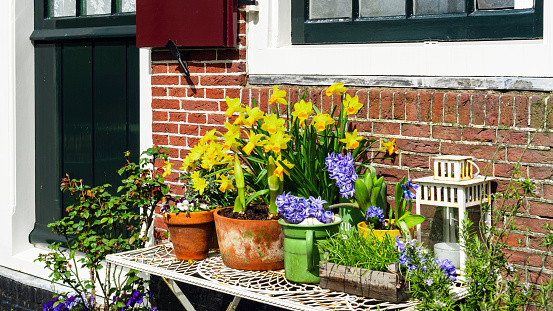 Dutch style of landscape design. Easter card with bulbous spring flowers arrangement. Amaryllis, blue hyacinths and daffodils in a terracotta flower pot are on a table against a brick wall.
