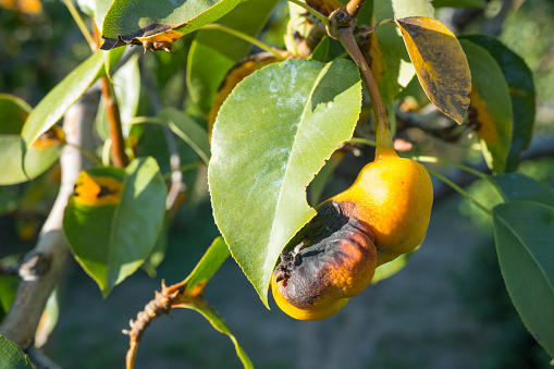 Rust on pear leaves. European pear rust is a fungal disease of pear trees.