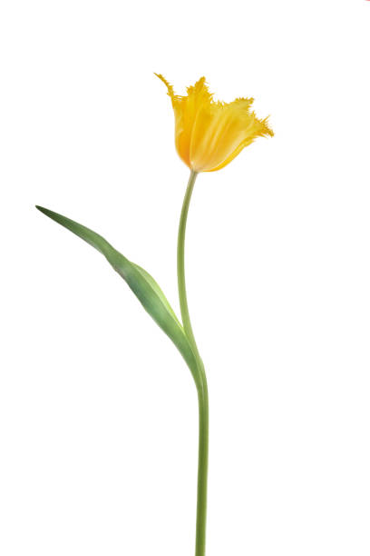istock Yellow tulip isolated on white background 2031455836