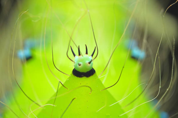 Lepidoptera larvae in the wild, North China
