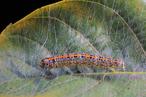 istock Lepidoptera larvae in the wild, North China 2031465068