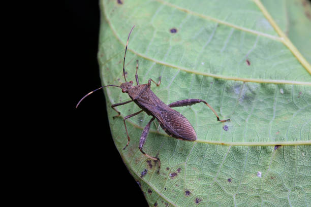 istock Point bee edge stink bug in the wild, North China 2031465577