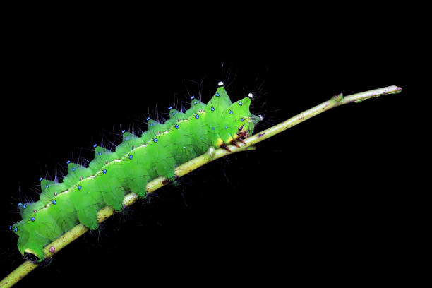 istock Lepidoptera larvae in the wild, North China 2031467125
