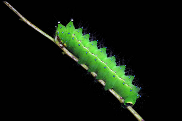 istock Lepidoptera larvae in the wild, North China 2031467629