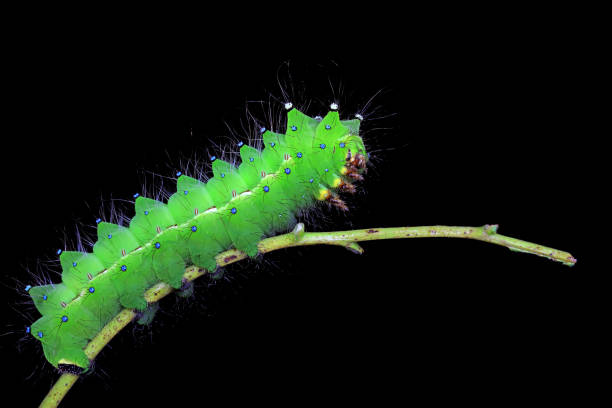 istock Lepidoptera larvae in the wild, North China 2031468146