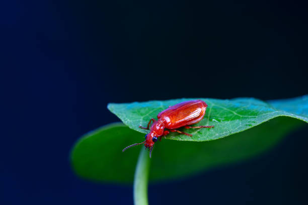 Carabidae insects in natural state, North China