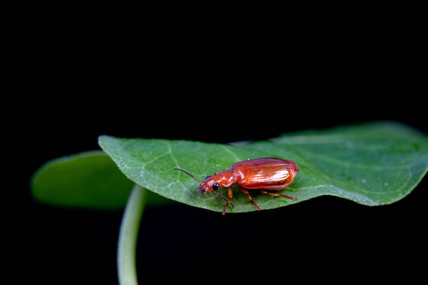 Close-up view of an aulacophora indica, commonly known as the cucurbit beetle, clinging to and munching on a vibrant green leaf in its natural habitat, showcasing intricate details