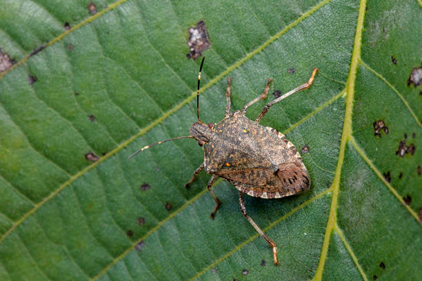 istock Hemiptera bugs in the wild, North China 2031471795