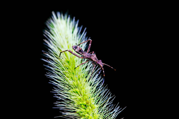 Stink bug on green leaves, North China