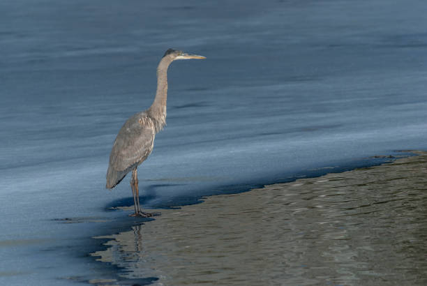 Blue Heron Standing on the Ice stock photo