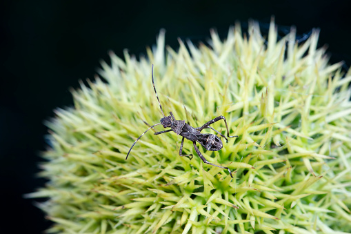 Point bee edge stink bug in the wild, North China