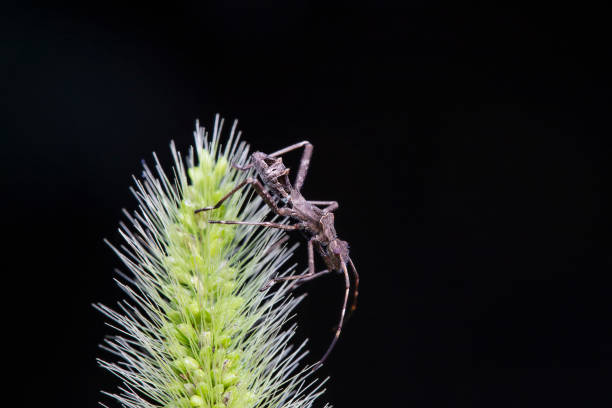 Insects: locusts