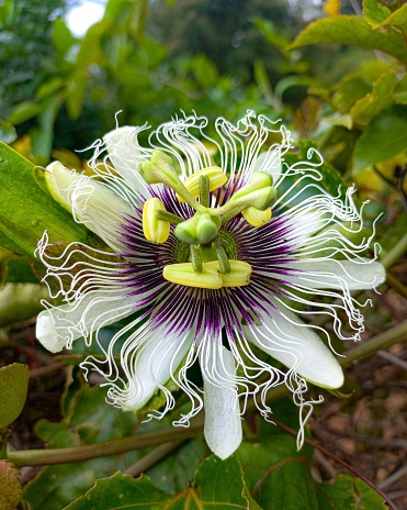 Passionflower, also known as passionflower or passionflower, is the flower of the passionflower plant, which belongs to the genus passionflower. With a truly unique appearance, this flower is famous for its lush petals and intricate structures.