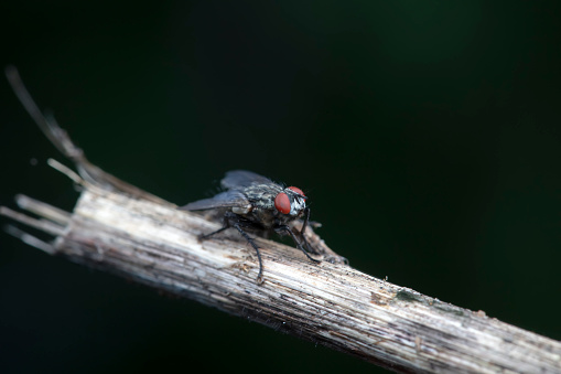 Lucilia sericata Common Greenbottle Blow Fly Insect. Digitally Enhanced Photograph.