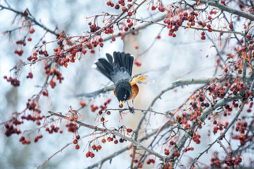 An American Robin (Turdus migratorius) male bird with a red crab apple fruit berry gripped tightly in his yellow beak is taking off from a crabapple tree branch. His wings and tail feathers are all completely outstretched as he leaps into the air. Photo taken in December near Rochester, New York State.