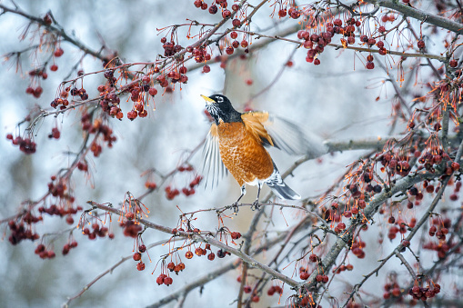 An American Robin (Turdus migratorius) male bird with motion blurred outstretched wings has just started to leap upward to pluck a juicy red crab apple from the branch above his head. Photo taken in December near Rochester, New York State.